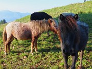 14 Bei cavallini al pascolo in ombra